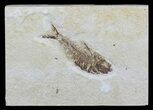 Diplomystus Fossil Fish - Wyoming #58605-1